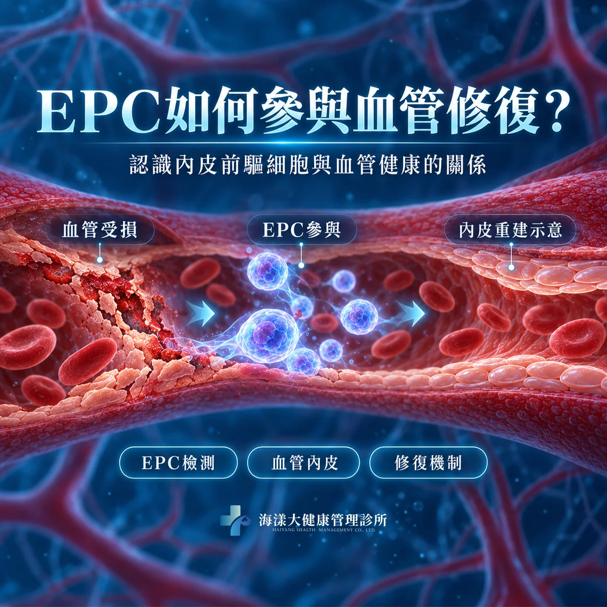 內皮前驅細胞EPC檢測｜海漾大健康管理診所