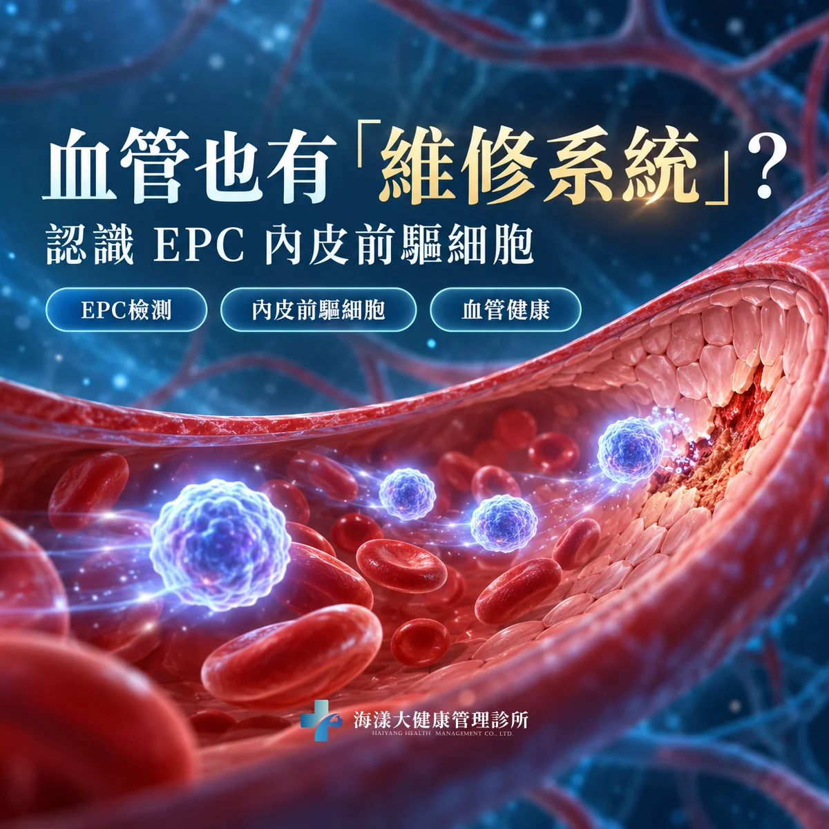 內皮前驅細胞EPC檢測｜海漾大健康管理診所